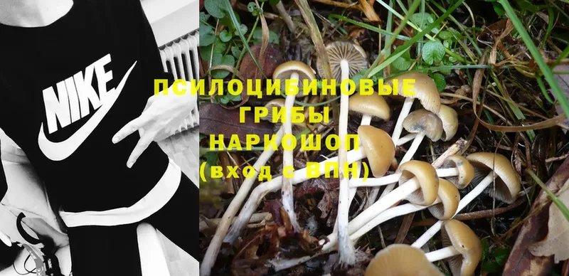 Галлюциногенные грибы MAGIC MUSHROOMS  купить наркоту  Енисейск 